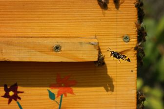 Un calabrone asiatico attacca le api davanti a un alveare&nbsp;