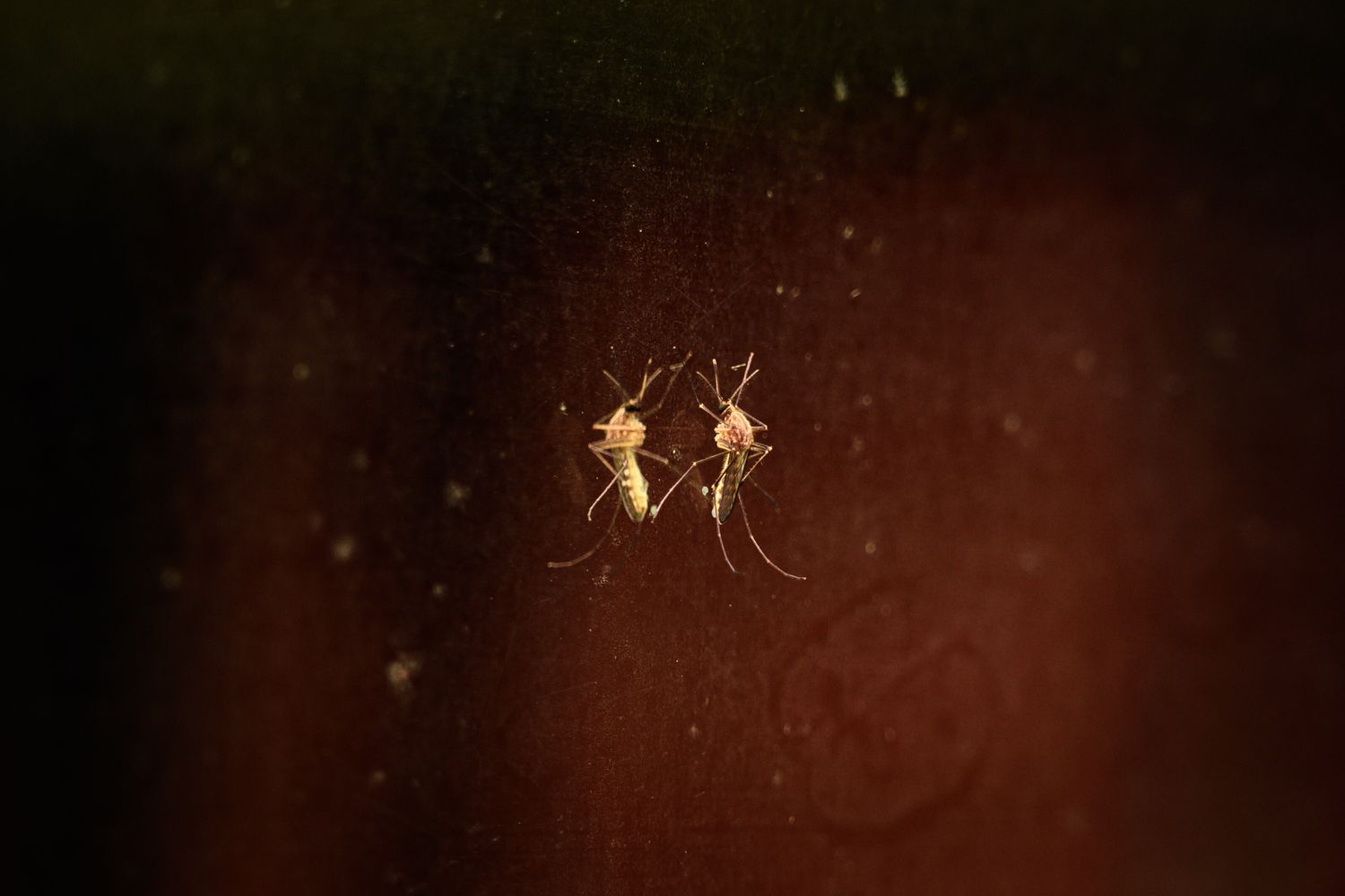 Zanzara,&nbsp;'Anopheles stephensi