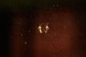 Zanzara,&nbsp;'Anopheles stephensi