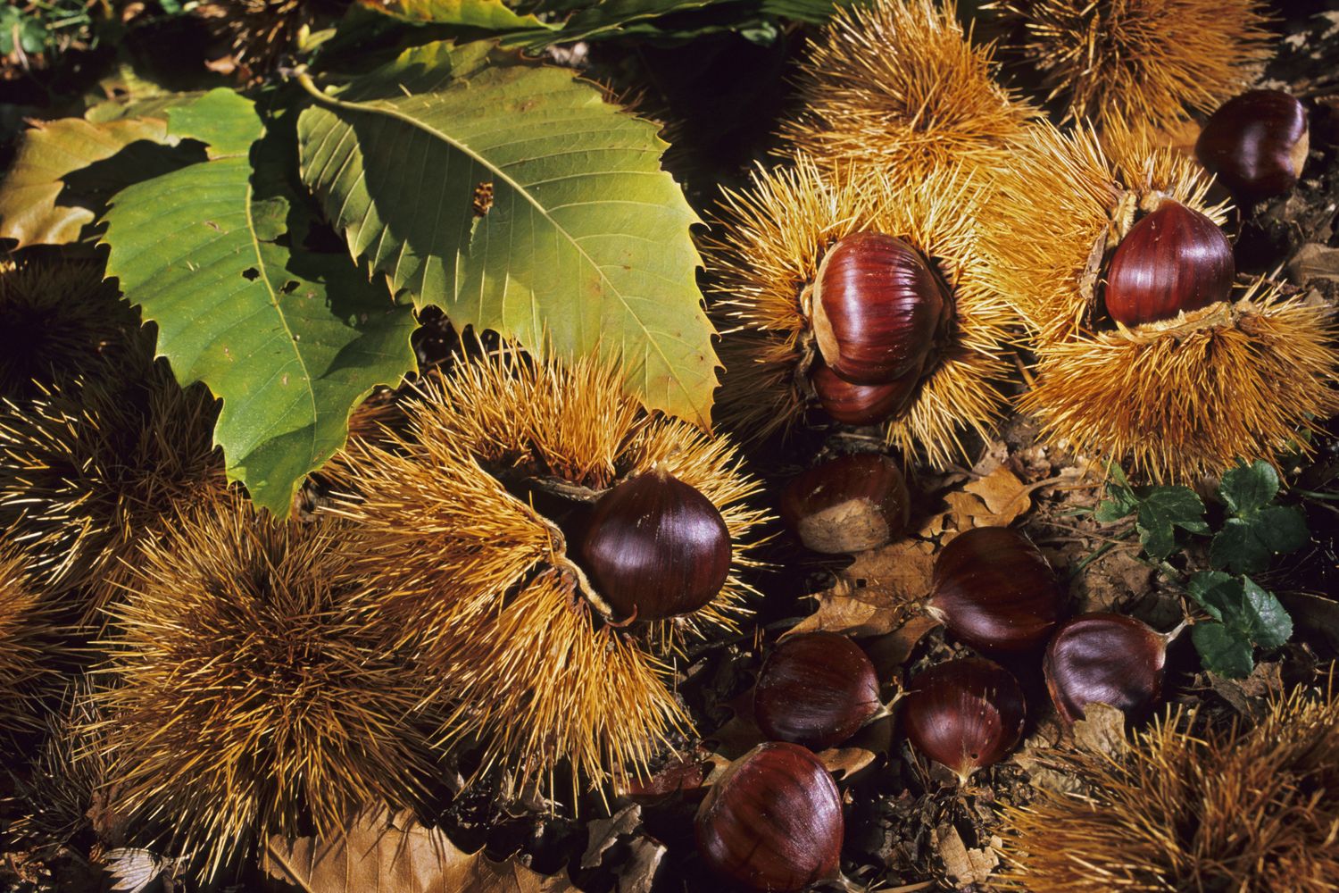 Castagne