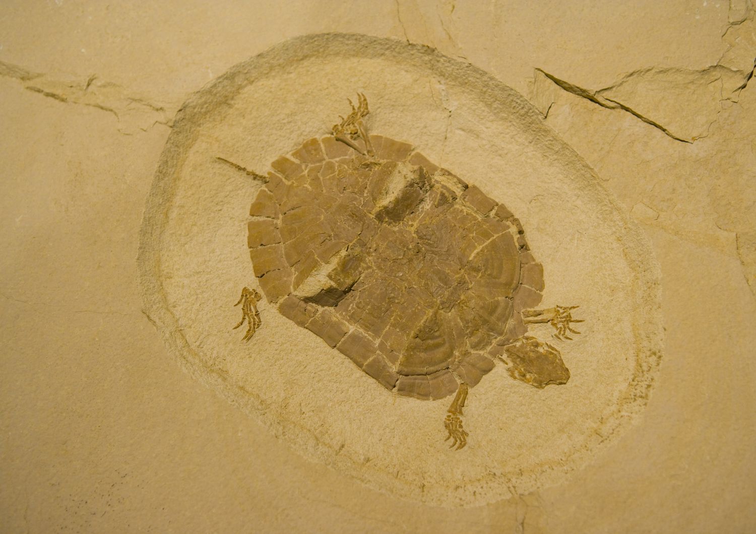 Fossile di tartaruga