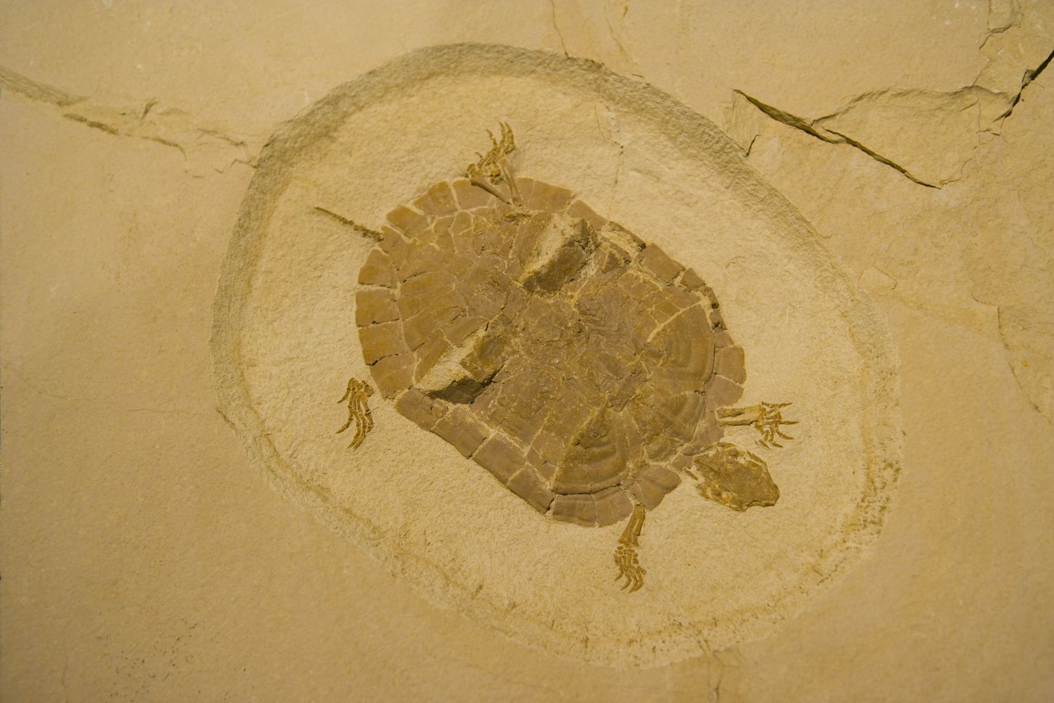 Fossile di tartaruga