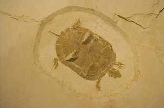 Fossile di tartaruga