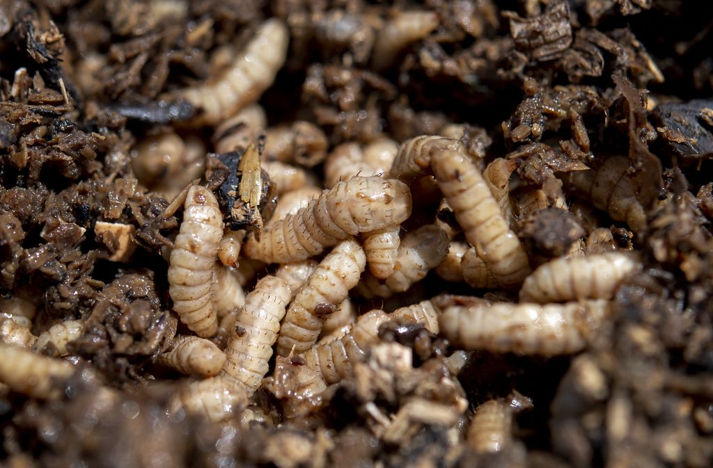 Mosche soldato, Hermetia illucens