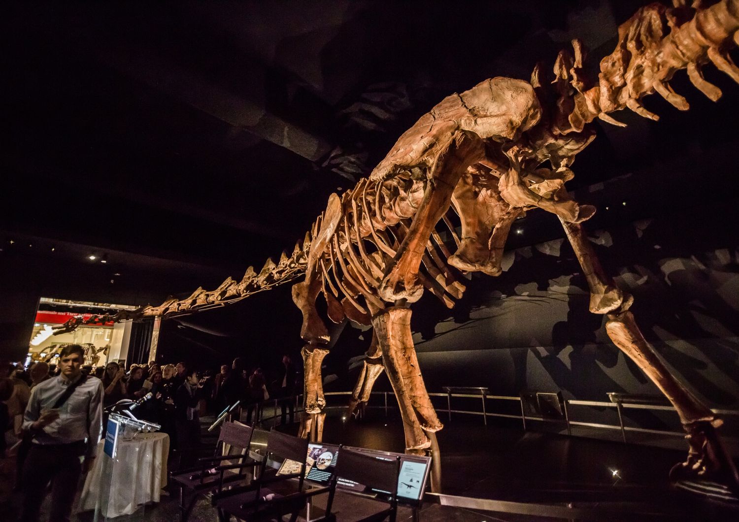 Uno scheletro di titanosauro in mostra al museo di storia natuale americano