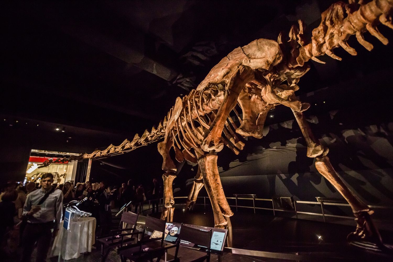 Uno scheletro di titanosauro in mostra al museo di storia natuale americano