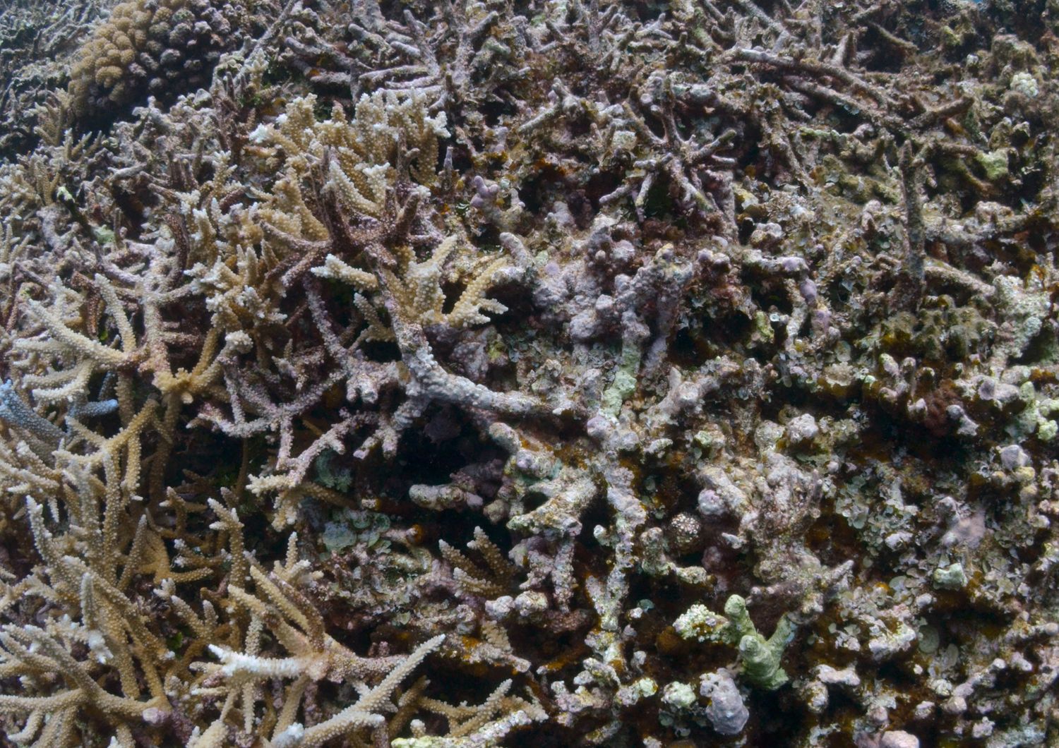 Un sub esamina lo sbiancamento dei coralli &nbsp;