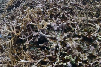 Un sub esamina lo sbiancamento dei coralli &nbsp;