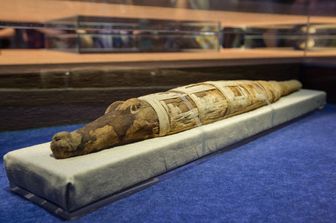 Coccodrillo mummificato&nbsp;