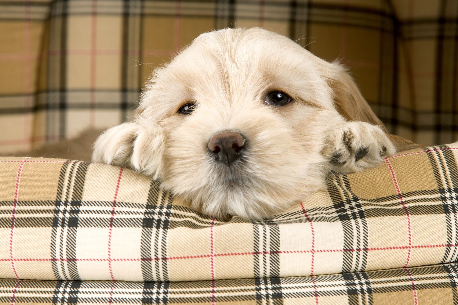 Cucciolo di cane in un cestino&nbsp;