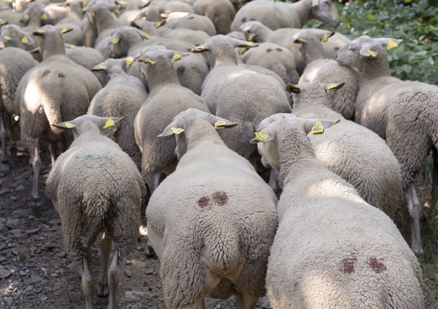 trecento miglia 10 mila pecore pastori peru wyoming