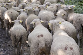 trecento miglia 10 mila pecore pastori peru wyoming
