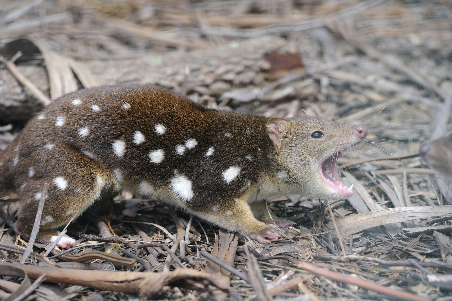 Un esemplare di marsupiale carnivoro&nbsp;