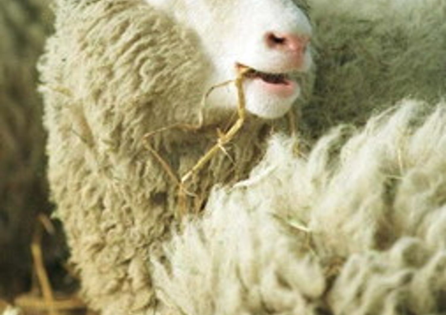 La pecora Dolly, il primo mammifero  nato nel 1996 da clonazione di una cellula adulta&nbsp;