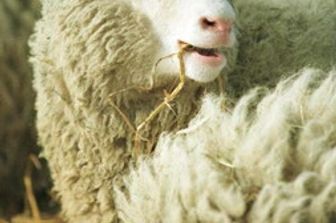 La pecora Dolly, il primo mammifero  nato nel 1996 da clonazione di una cellula adulta&nbsp;