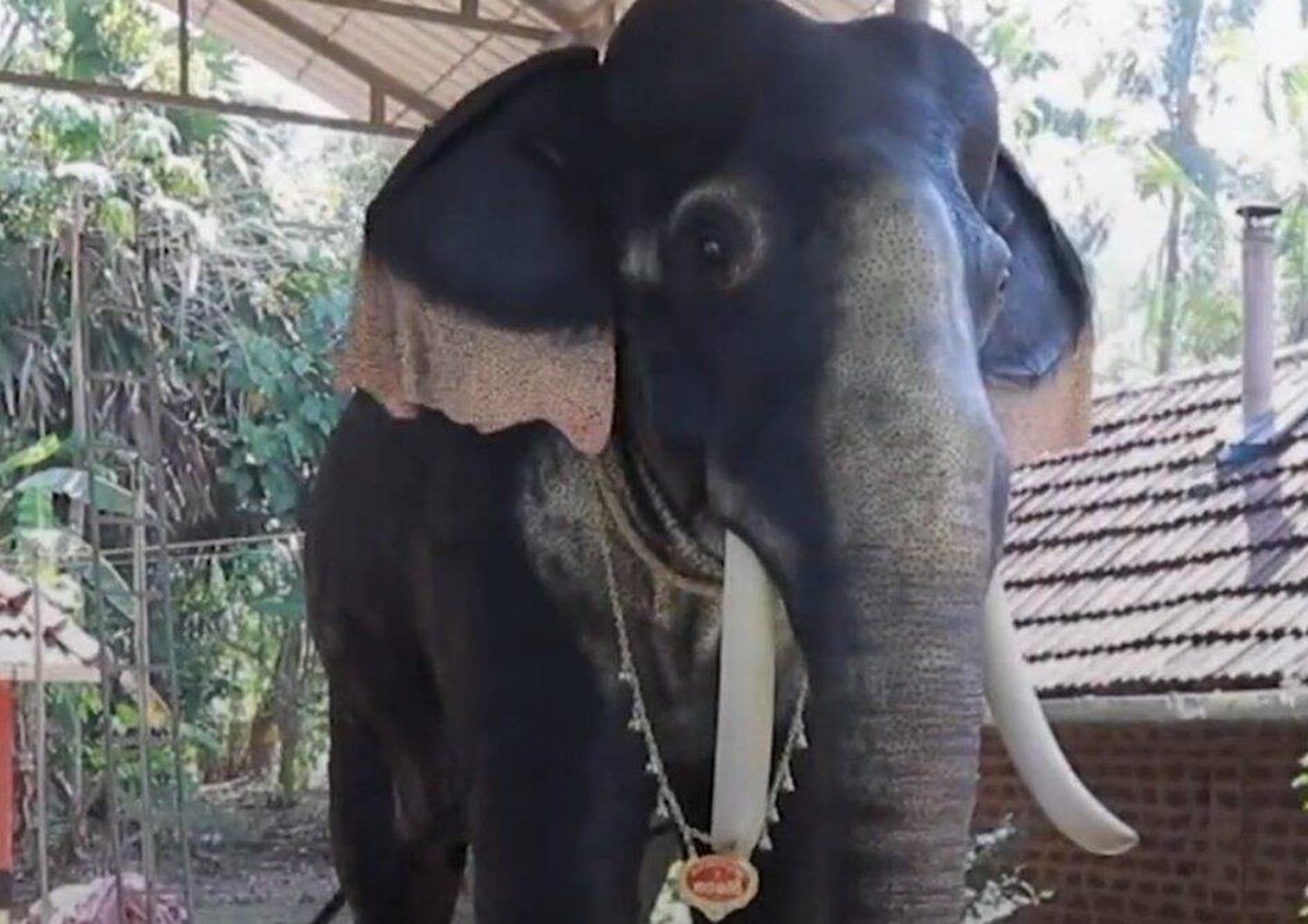 vittoria animalisti elefanti robot tempio Kerala