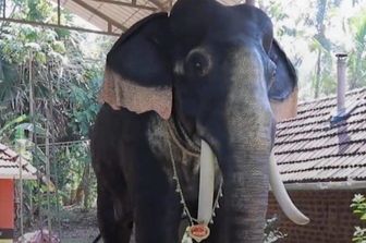 vittoria animalisti elefanti robot tempio Kerala