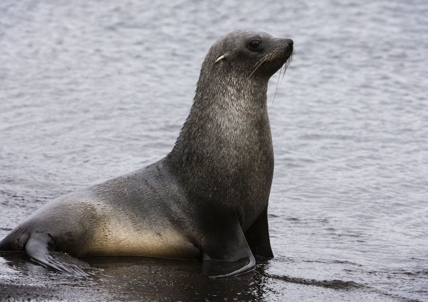 santuario shetland isole salvare foche inquinamento