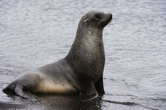 santuario shetland isole salvare foche inquinamento