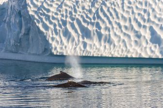 Balenottera antartica