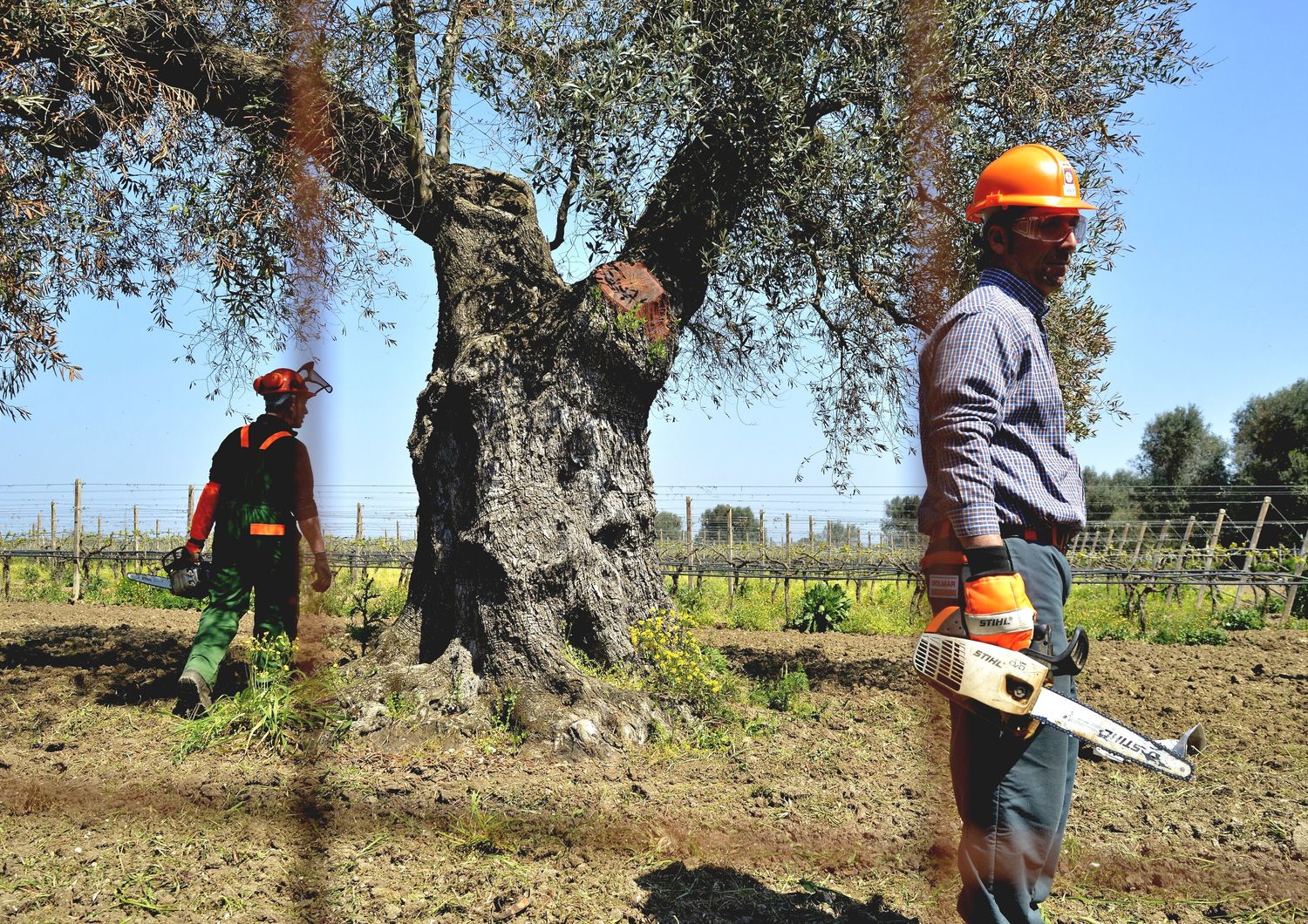 maxi operazione contro xylella brindisi puglia ulivi monumentali