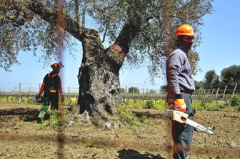 maxi operazione contro xylella brindisi puglia ulivi monumentali