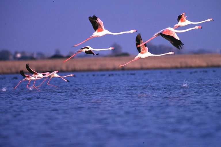 FENICOTTERI ROSA NELL'OASI DI BURANO