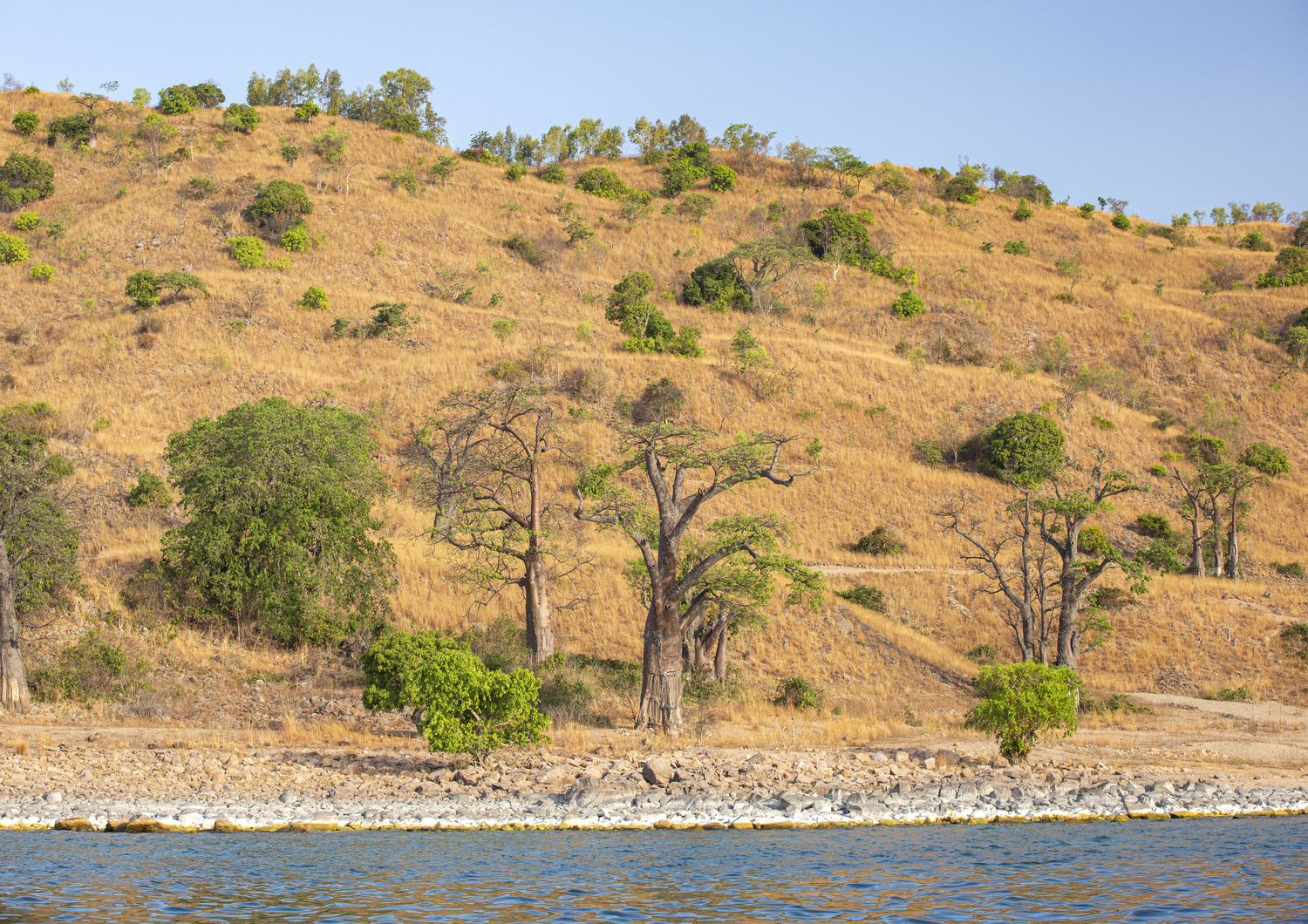 Alberi di baobab in Africa &nbsp;