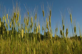 Monete vichinghe ritrovate campo grano Danimarca