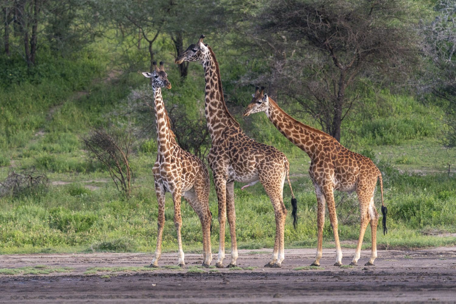 Giraffe masai