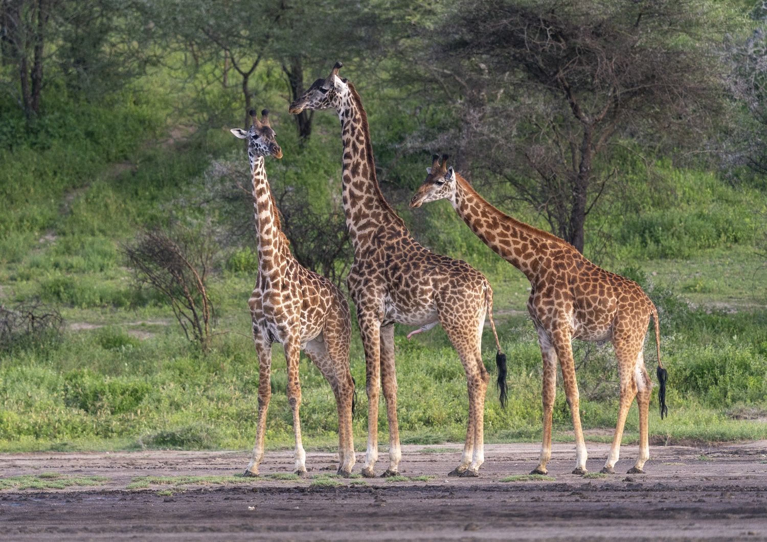 Giraffe masai