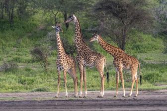 Giraffe masai