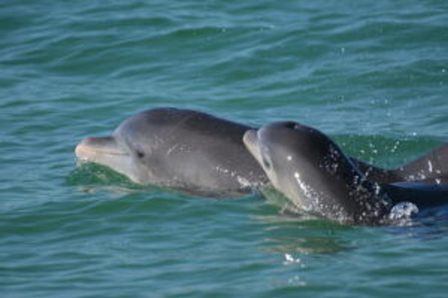 Tursiope appena nato (T. truncatus) accanto alla madre nella baia di Sarasota, Florida&nbsp;