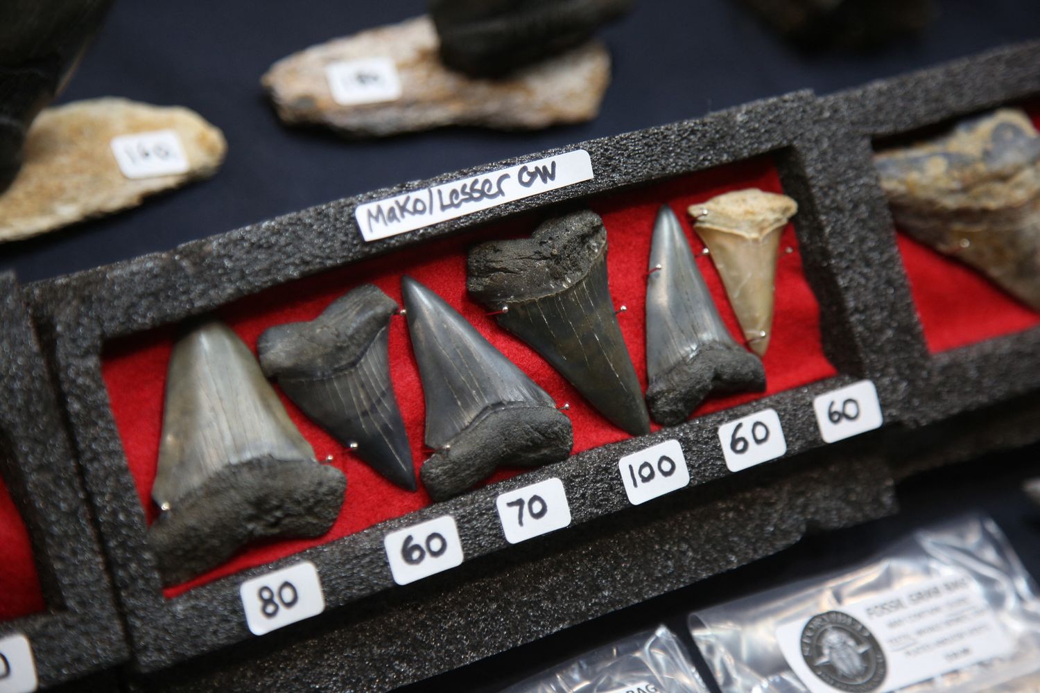 Denti preistorici esposti tra altri fossili a Mississauga, Ontario, Canada