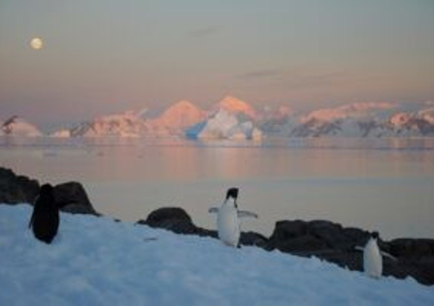 Pinguini e una foca nell'Antartide