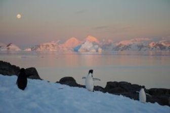 Pinguini e una foca nell'Antartide