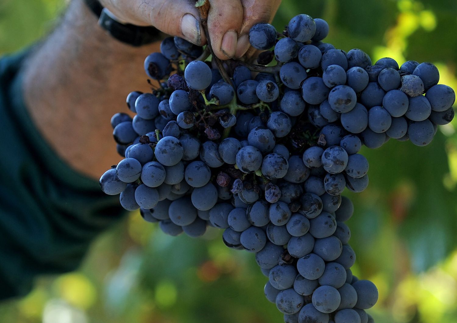 Un vendemmiatore raccoglie un grappolo d'uva nella Val d'Orcia&nbsp;