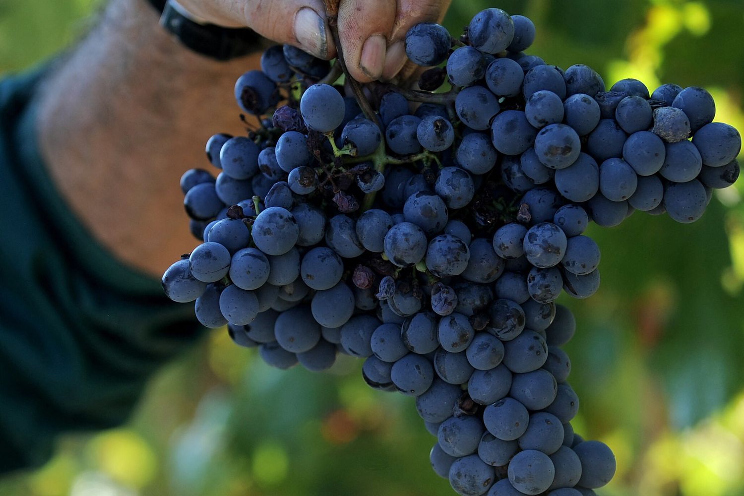 Un vendemmiatore raccoglie un grappolo d'uva nella Val d'Orcia&nbsp;