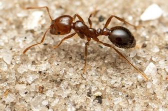 avvistate sicilia formiche rosse pericolose&nbsp;