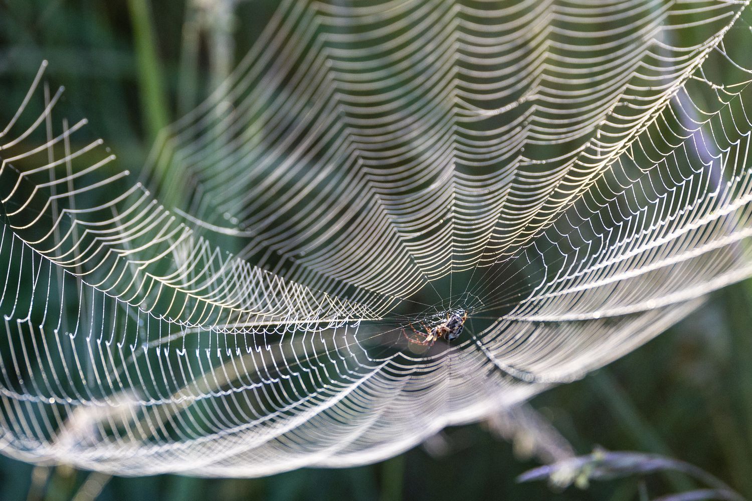 ragnatela, ragno