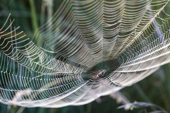 ragnatela, ragno