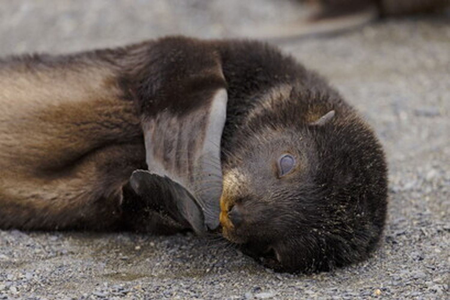 &nbsp;Foca da pelliccia nella Georgia del Sud