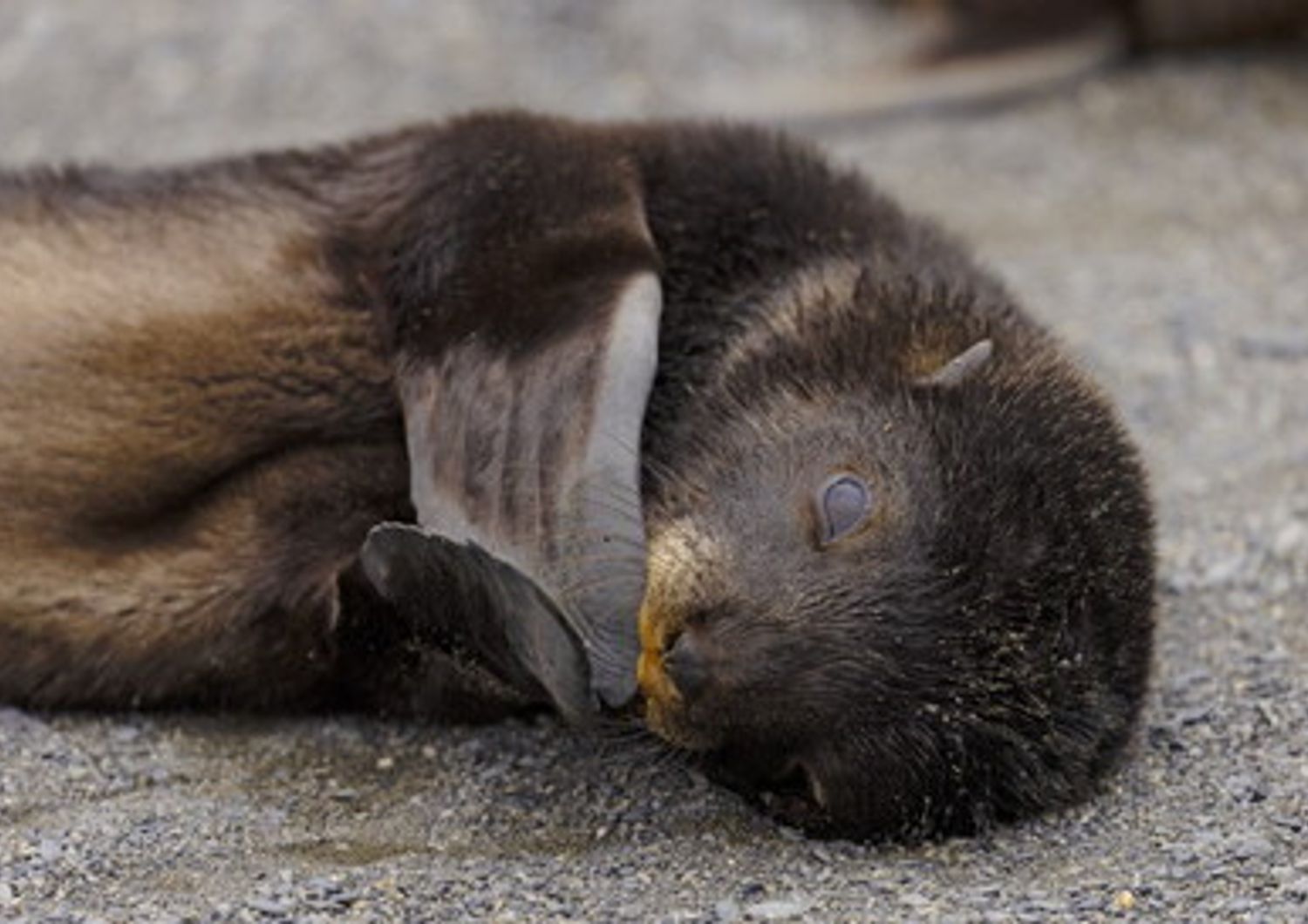 &nbsp;Foca da pelliccia nella Georgia del Sud