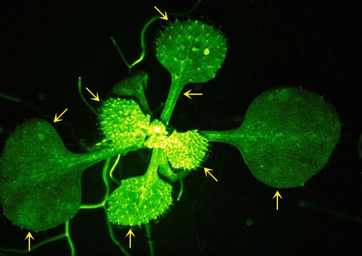 Z -3-HAL trasportato dall&rsquo;aria (linea tratteggiata arancione) ha indotto segnali di Ca 2+ (punte di freccia gialle, 120 e 370 s) nelle foglie di Arabidopsis