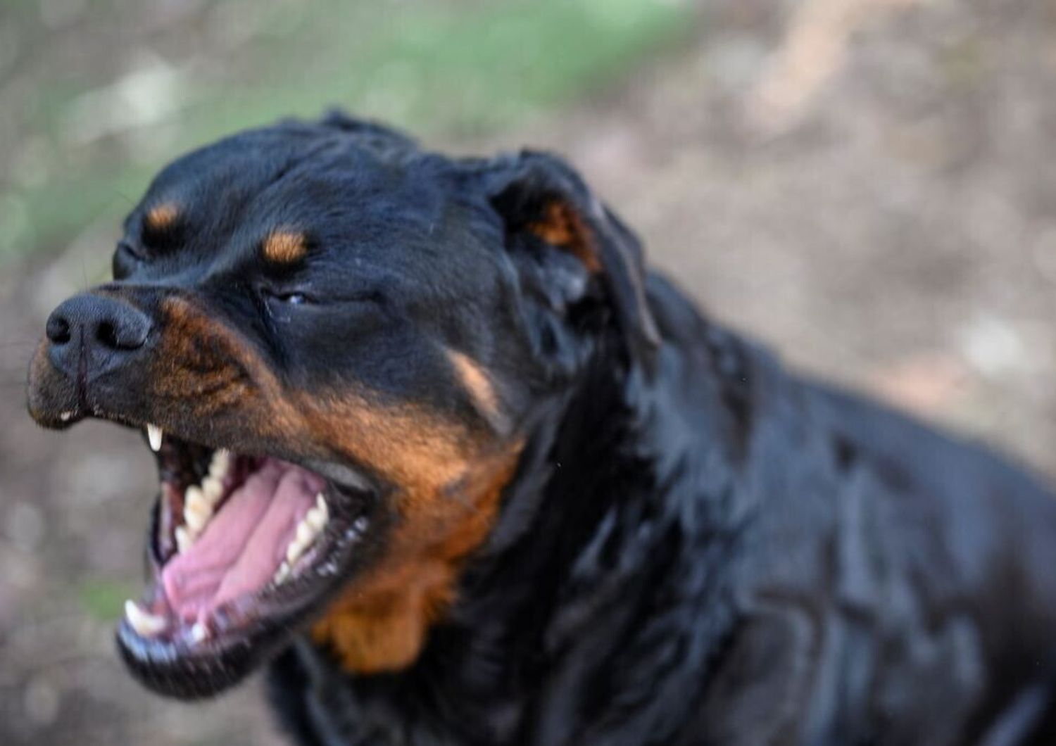 cane rottweiler