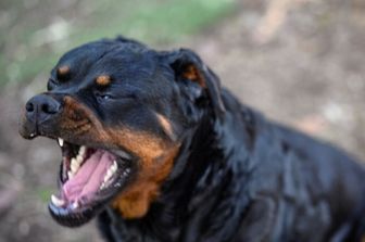 cane rottweiler