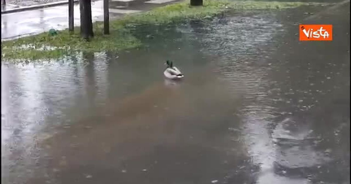 6 Esche Affondanti Puddle Bug - Testa Di Tungsteno Gialla E Coda Bianca - Taglia 10 Per Pesca A Mosca